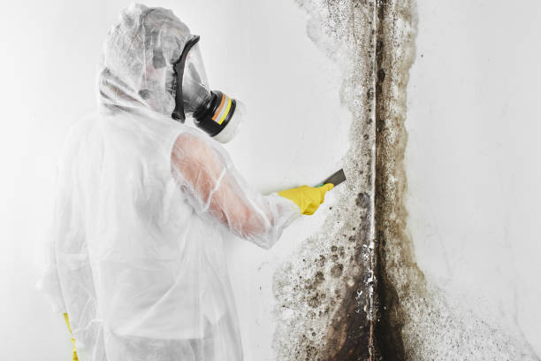 Best Professional Mold Removal  in Wickliffe, OH