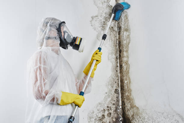 Best Certified Mold Removal  in Wickliffe, OH