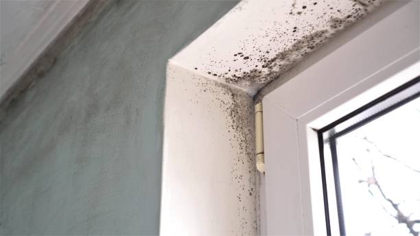 Mold Removal Process in Wickliffe, OH