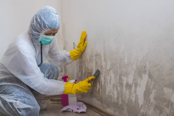 Attic Mold Removal in Wickliffe, OH