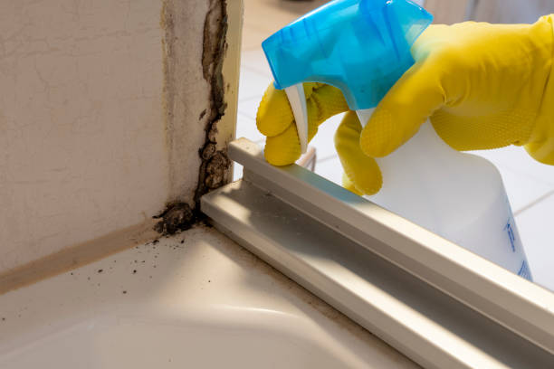 Best Black Mold Removal  in Wickliffe, OH