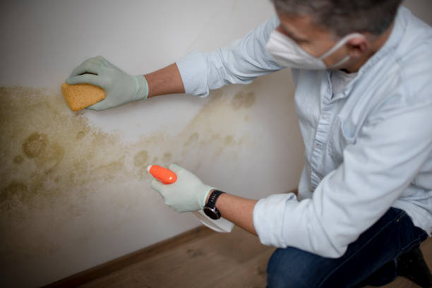 Best Mold Removal Process  in Wickliffe, OH