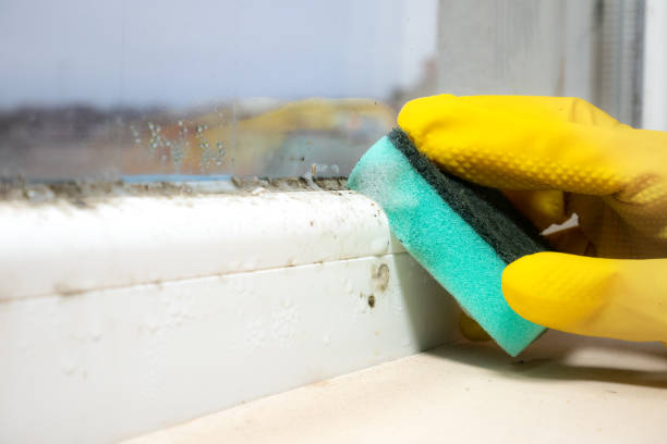 Best Emergency Mold Removal  in Wickliffe, OH