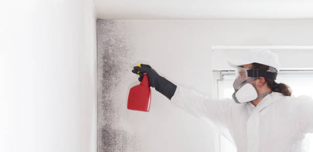 Best Toxic Mold Removal  in Wickliffe, OH