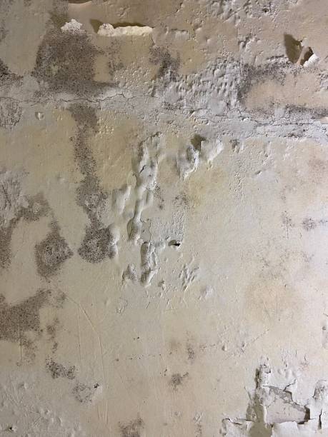 Home Mold Removal in Wickliffe, OH