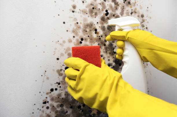 Best Office Mold Removal Services  in Wickliffe, OH