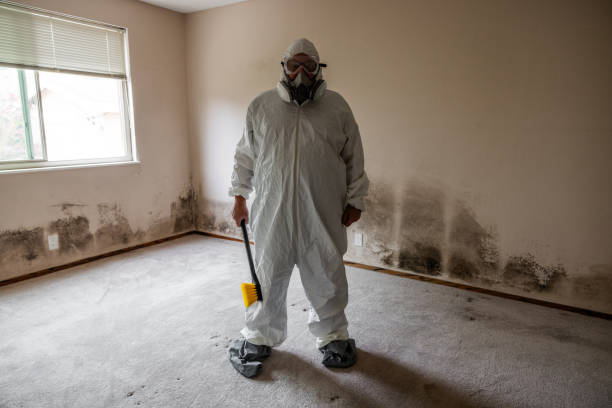 Best Mold Removal Company Near Me  in Wickliffe, OH