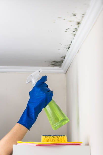 Best Water Damage Restoration  in Wickliffe, OH