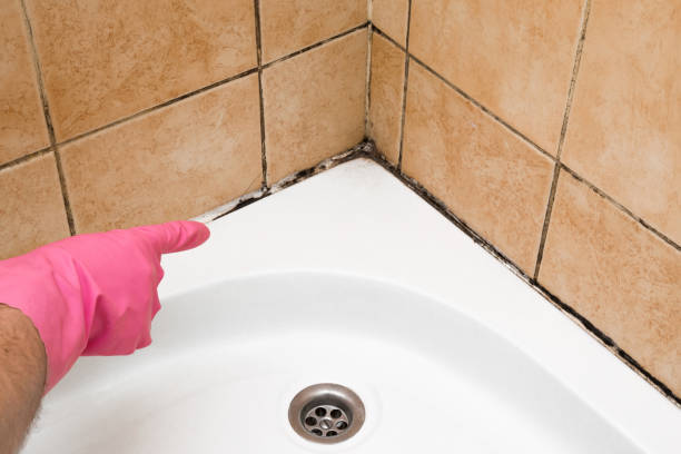 Best Mold Testing  in Wickliffe, OH