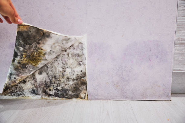 Best Professional Mold Removal  in Wickliffe, OH